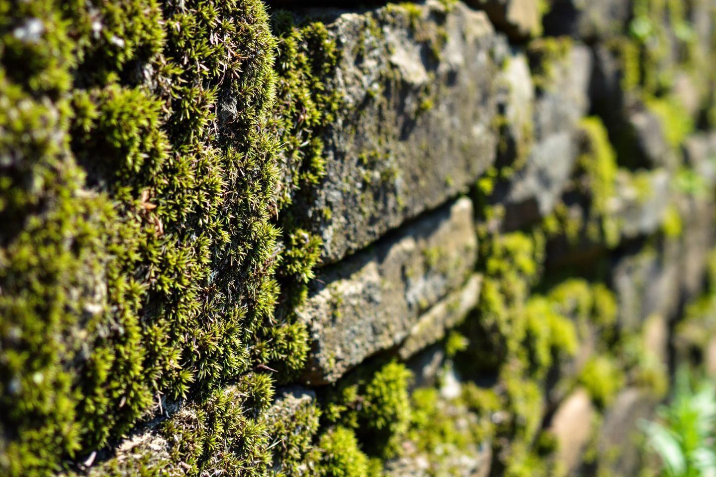 Mur en pierre naturelle : aménagement et entretien pour vos murs intérieurs et extérieurs